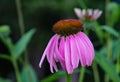 Eastern Purple Coneflower Ã¢â¬â Echinacea purpurea